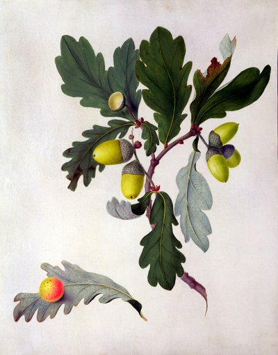 Quercus by Matilda Conyers